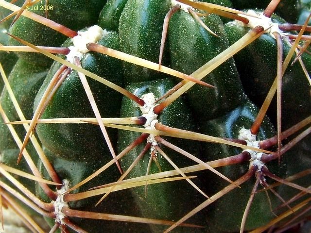 Oroya _peruviana _GC321.02 _04